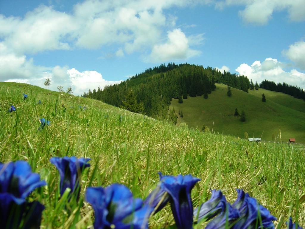 Casa Lia Hotel Valea Putnei Bagian luar foto
